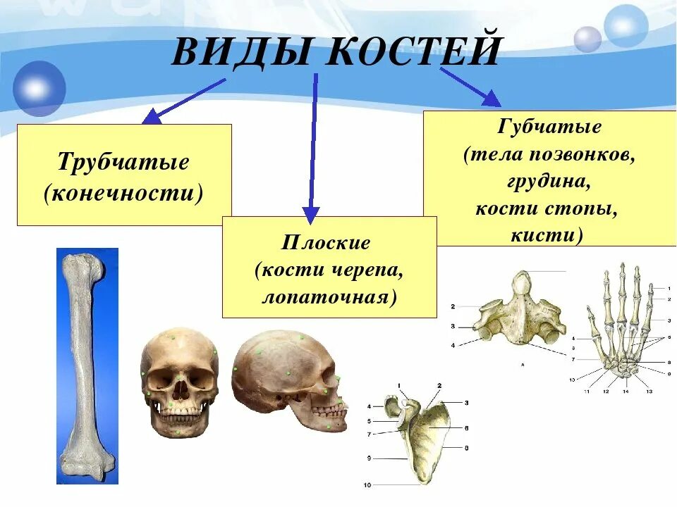 Формы костей скелета. Кости скелета биология 8 класс. кости трубчатые губчатые плоские смешанные. тип соединения губчатых костей. типы костей биология 8 класс.