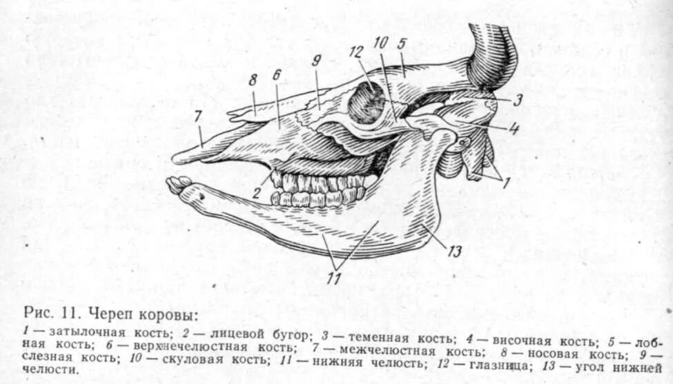 Строение черепа крупного рогатого скота. Строение черепа КРС анатомия. Кости черепа коровы анатомия. Кости лицевого отдела черепа КРС.
