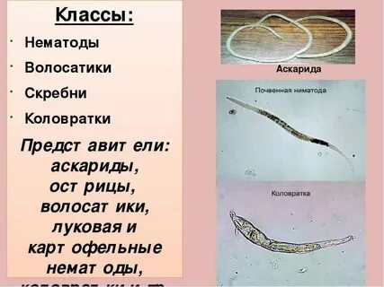 Круглые черви к какому классу относятся