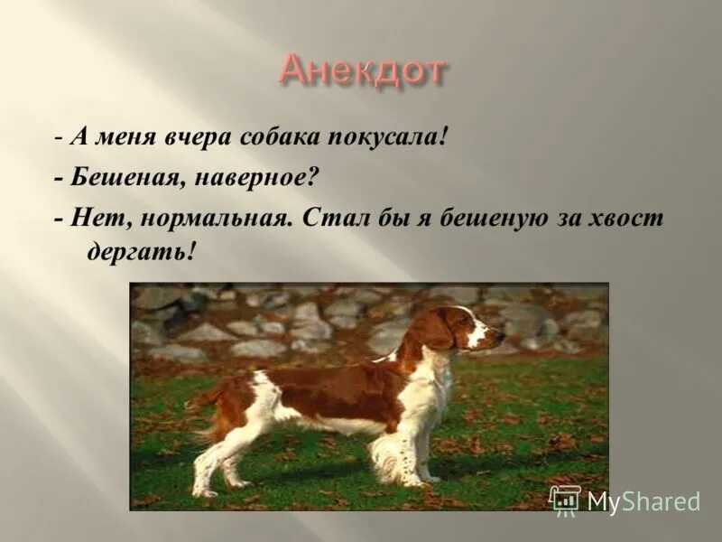зачем нужны собаки. собака друг человека презентация. зачем нужны щенки. вывод о собаках. история про собаку и человека.