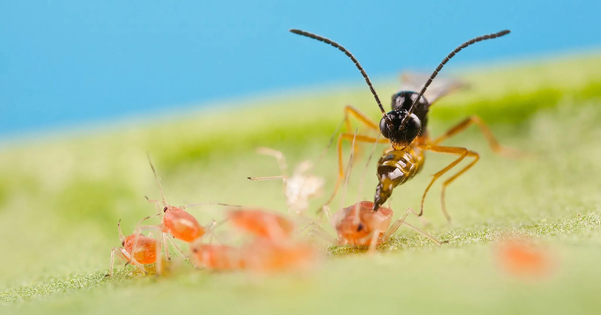 Афидиус колемани (Aphidius colemani). Оса афидиус. Афидиус энтомофаг. Aphidius Оса.