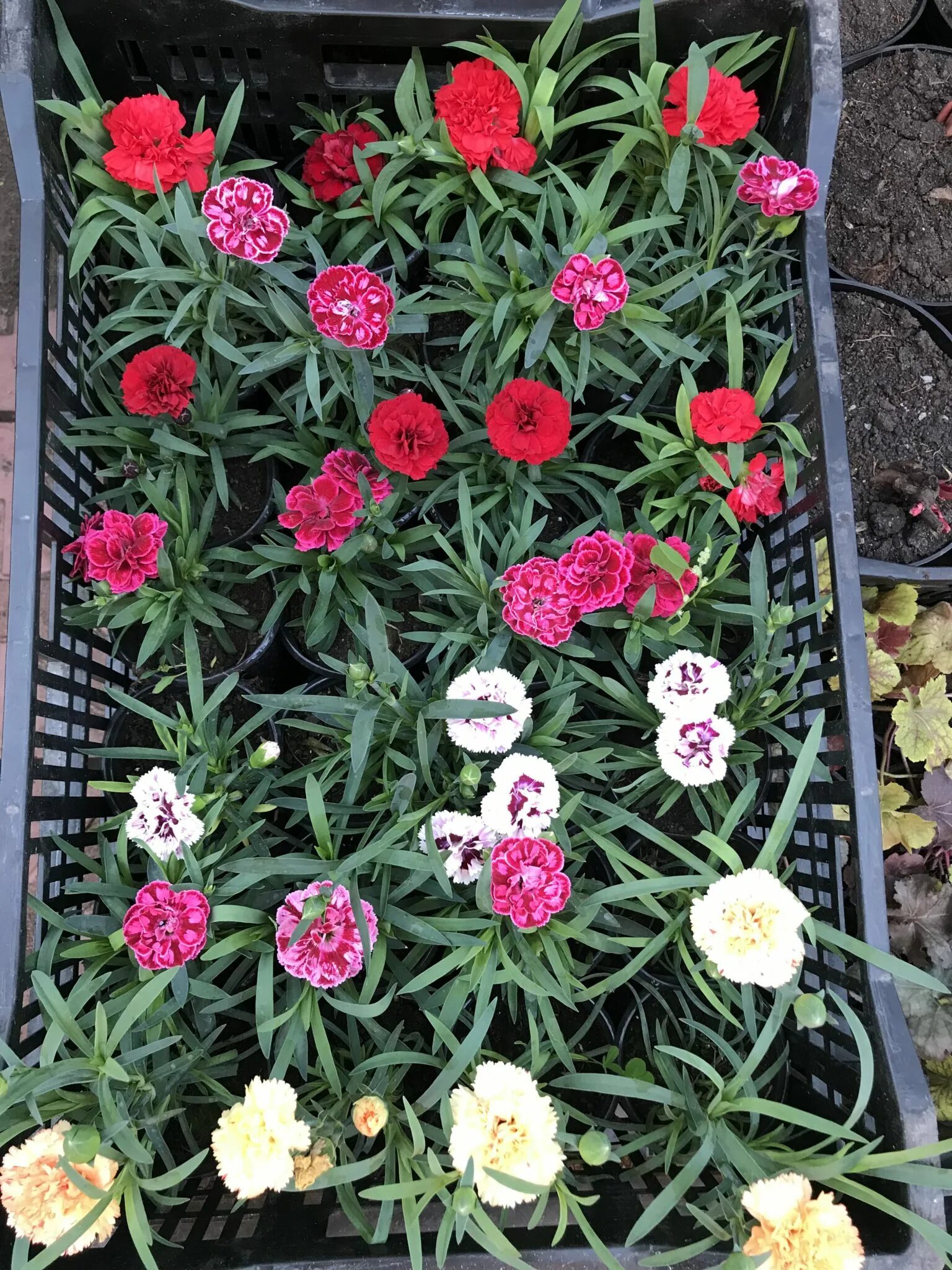 Dianthus chinensis гвоздика китайская. Гвоздика китайская махровая микс. Гвоздика китайская Империалис. Гвоздика китайская махровая низкорослая. Гвоздика китайская микс