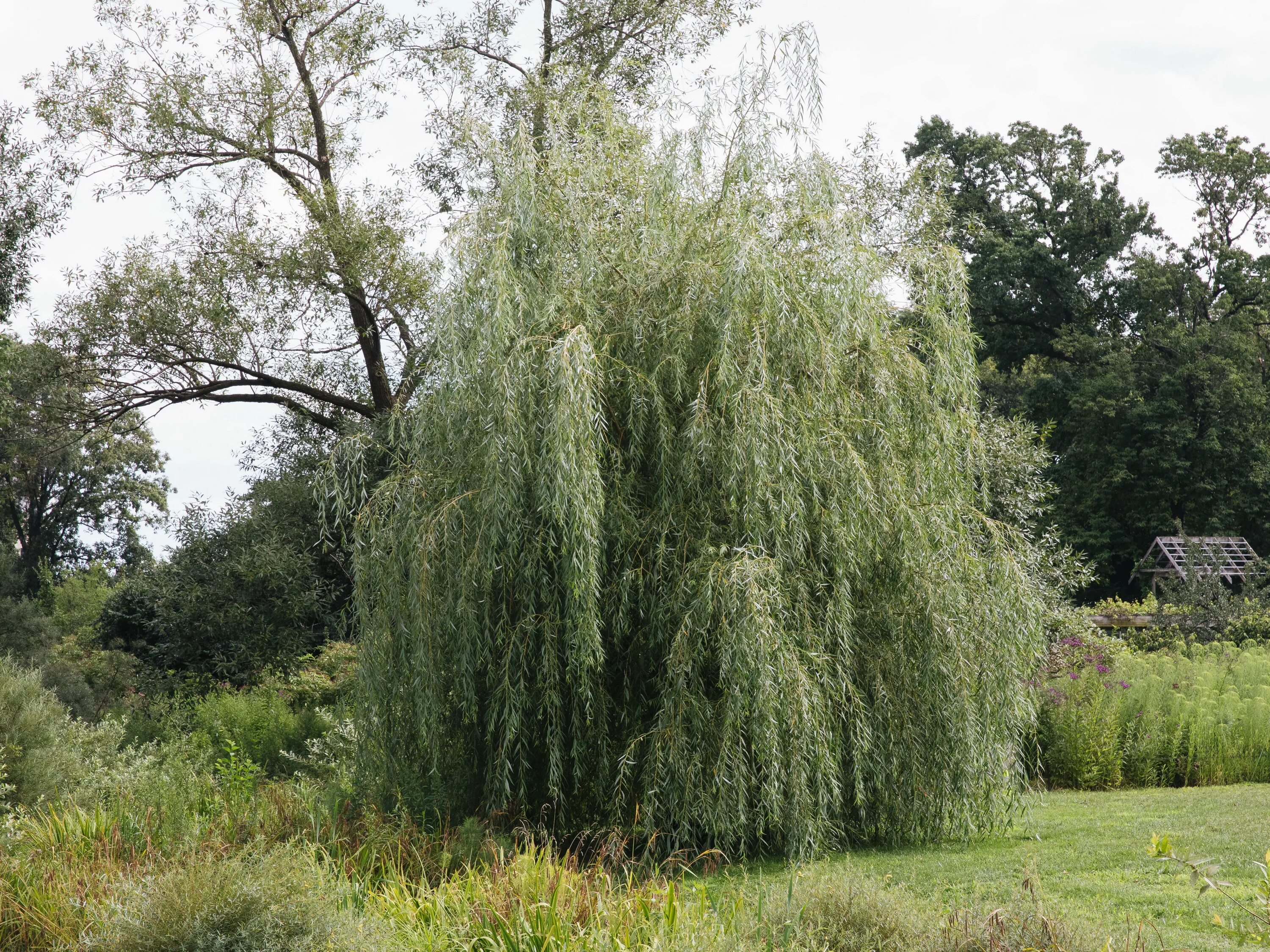 Вид ивы 3. Ива белая Тристис. Ива белая плакучая. Ива белая (Salix Alba). Salix Alba 'tristis'.