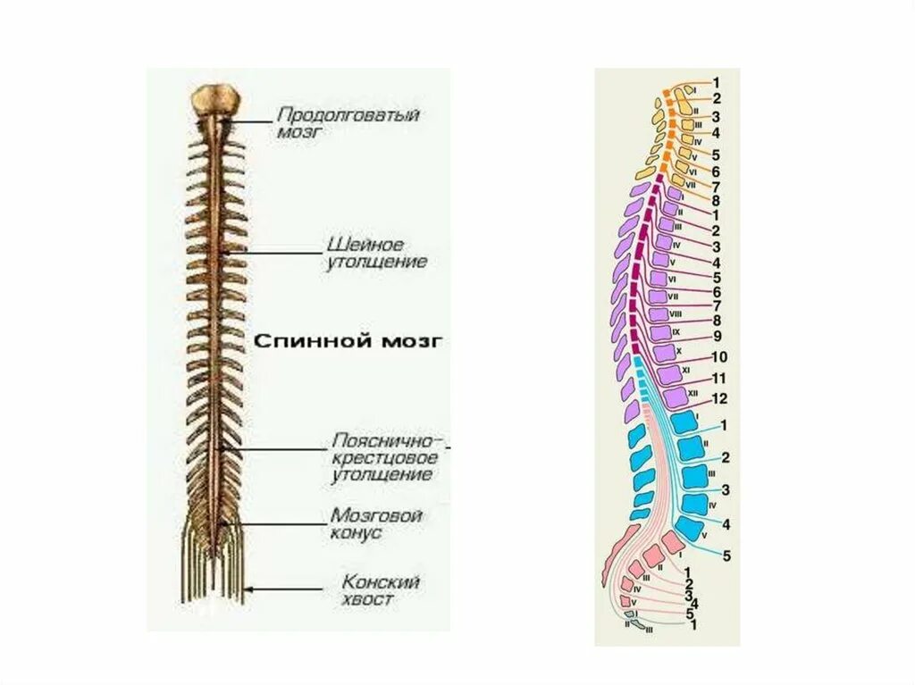 Шейное утолщение спинного мозга сегменты. Спинной мозг шейный отдел анатомия. Шейное утолщение спинного мозга. Опишите строение спинного мозга.
