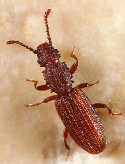 Рыжий мукоед. Суринамский мукоед. жук мукоед рыжий. oryzaephilus surinamensis. мукоед рыжий короткоусый.