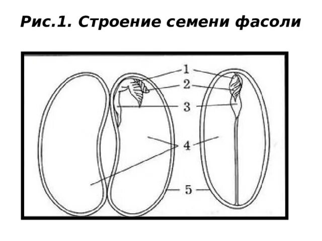 Строение семени двудольного растения. Строение семени двудольного растения фасоли рисунок. Строение семени микропиле. Рис 1 строение семян двудольных растений.