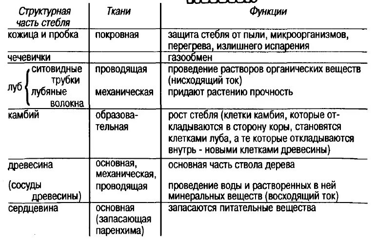 Внутреннее строение стебля функции. Таблица часть стебля ткани функции. Строение стебля ткани и функции. Строение древесного стебля таблица. Таблица строение стебля 6 класс биология.