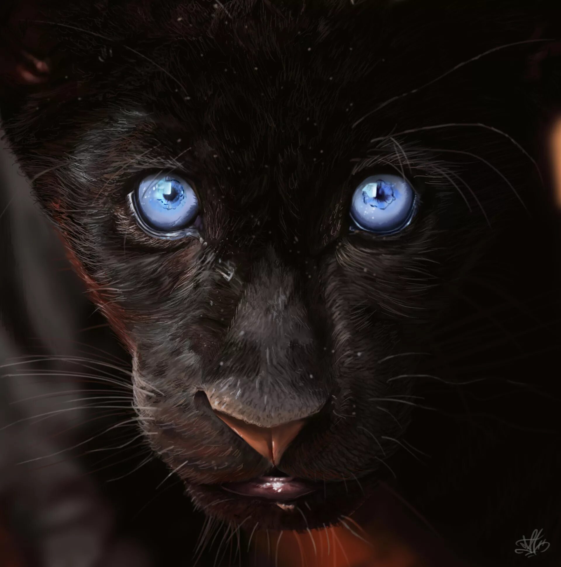 Темно обитатель. Кошка Пума чёрная пантера с голубыми глазами. Чёрный котёнок с голубыми глазами. Черная Пума с голубыми глазами. Красивый черный кот с голубыми глазами.