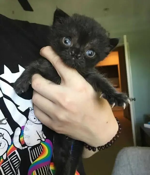 Маленьких слепых котят. Слепой котенок. маленькие слепые котята. маленький слепой котенок. котенок ослеп.