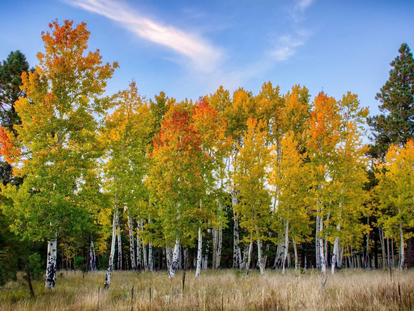 осенняя береза. берёзовая роща златоуст. золотая березовая роща осенью. осень поселок осиновая роща. осенний лес.