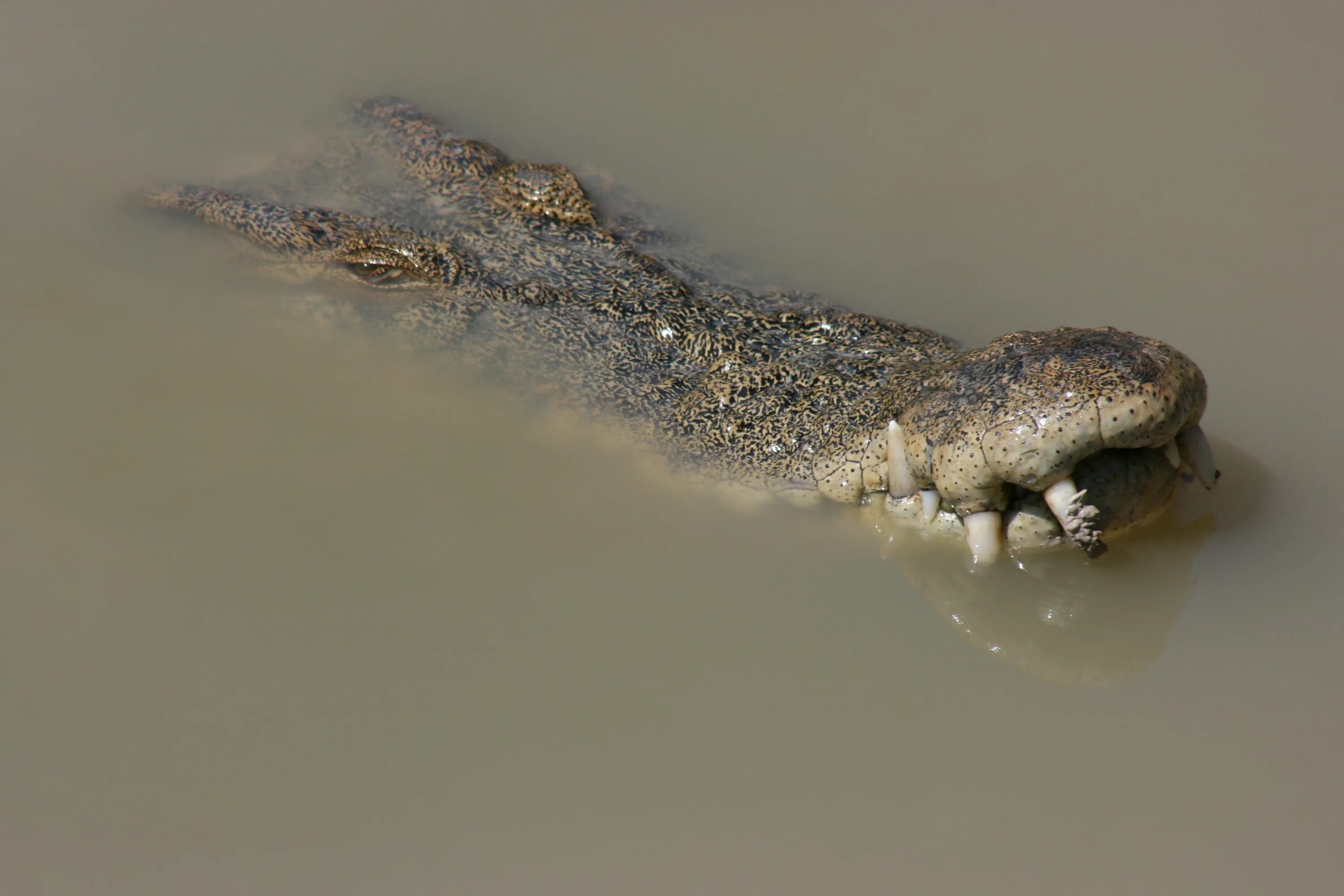 Гребнистый крокодил. Гребнистый крокодил в море. Крокодил в воде. Аллигатор в воде.