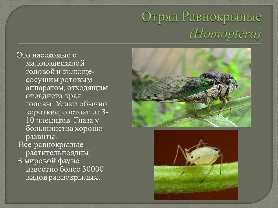 Отряд равнокрылые представители. Равнокрылые насекомые. равнокрылые представители. отряд равнокрылые. отряд равнокрылые среда обитания.