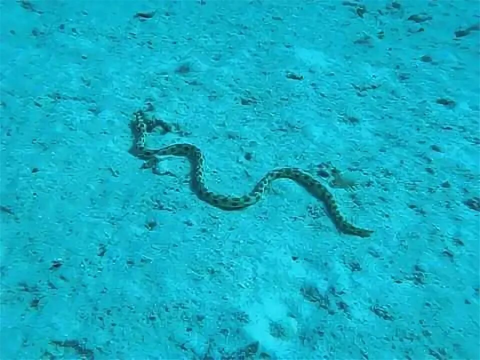 Морские змеи в Красном море. Морская змея Хургада. Морские змеи в Хургаде. Морские змеи в Турции. Змеи в турции