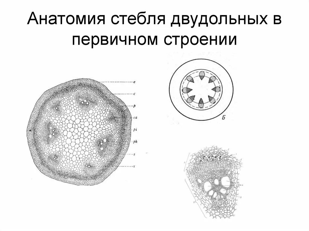 Анатомическое строение стебля травянистых растений. Первичное строение стебля двудольных растений. Первичное строение стебля однодольных растений. Первичное Анатомическое строение стебля однодольных. Строение стебля двудольного травянистого растения.