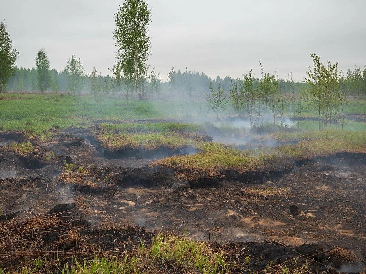 При каком виде пожара горит торфяной слой