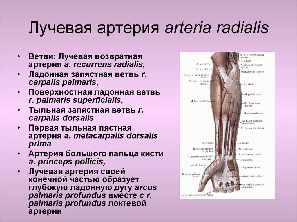 Правая лучевая артерия. Возвратная лучевая артерия анастомозирует. Поверхностная ветвь локтевой артерии. Лучевая артерия кровоснабжает следующие группы мышц. Ветви лучевой артерии в области лучезапястного сустава.
