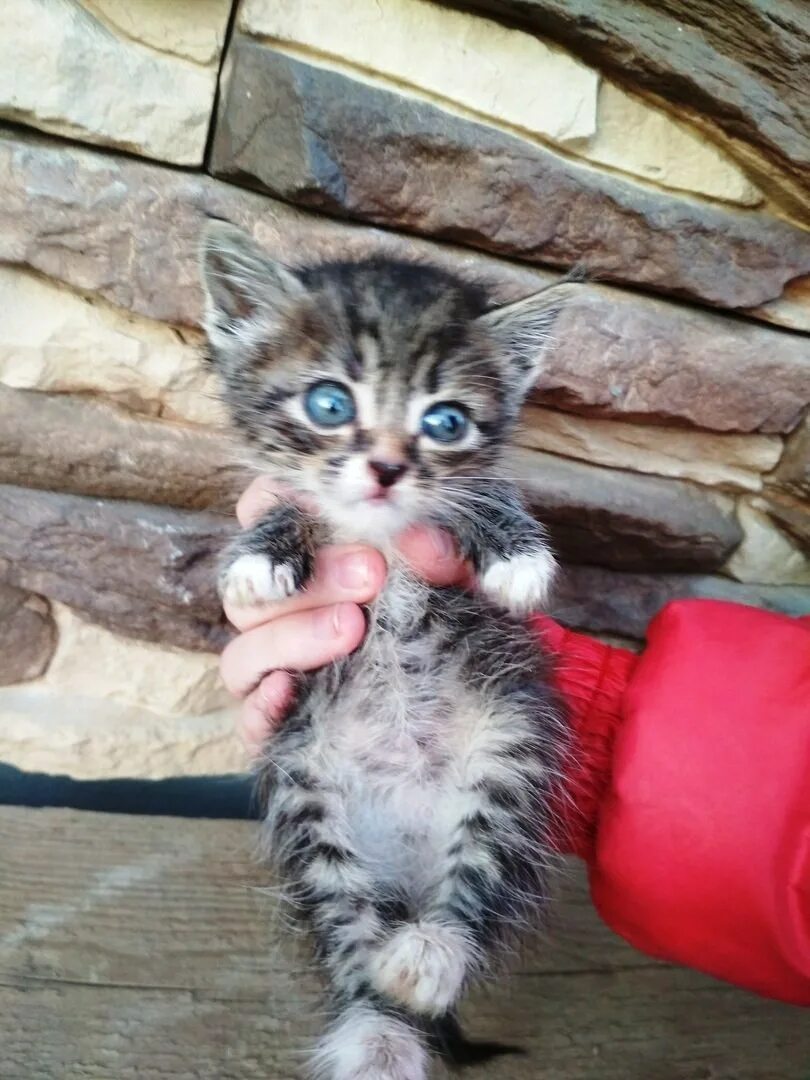 котов кохма ип. котенка рыжего отдам в хорошие. котята иваново. котик 007. иваново найден котенок.