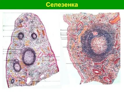 Средства селезенка
