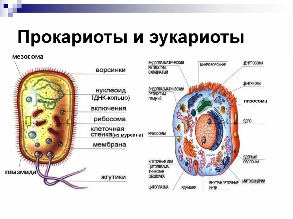 Эукариоты отличия. Строение клетки эукариот бактерии. Сравнение клеток прокариот и эукариот рисунок. Отличия клеток эукариот. Прокариоты от эукариотов.