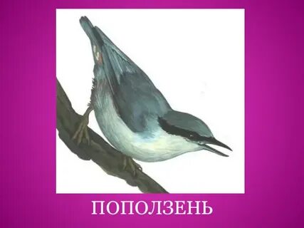 Укажи лишнюю птицу снегирь журавль поползень сорока