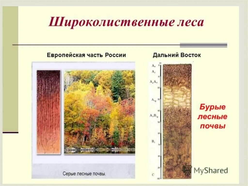 Какая почва в природной зоне тайга. Зона широколиственных лесов почва. Тип почвы широколиственных лесов. Тип почвы в широколиственных лесах России. Смешанные и широколиственные леса почва.