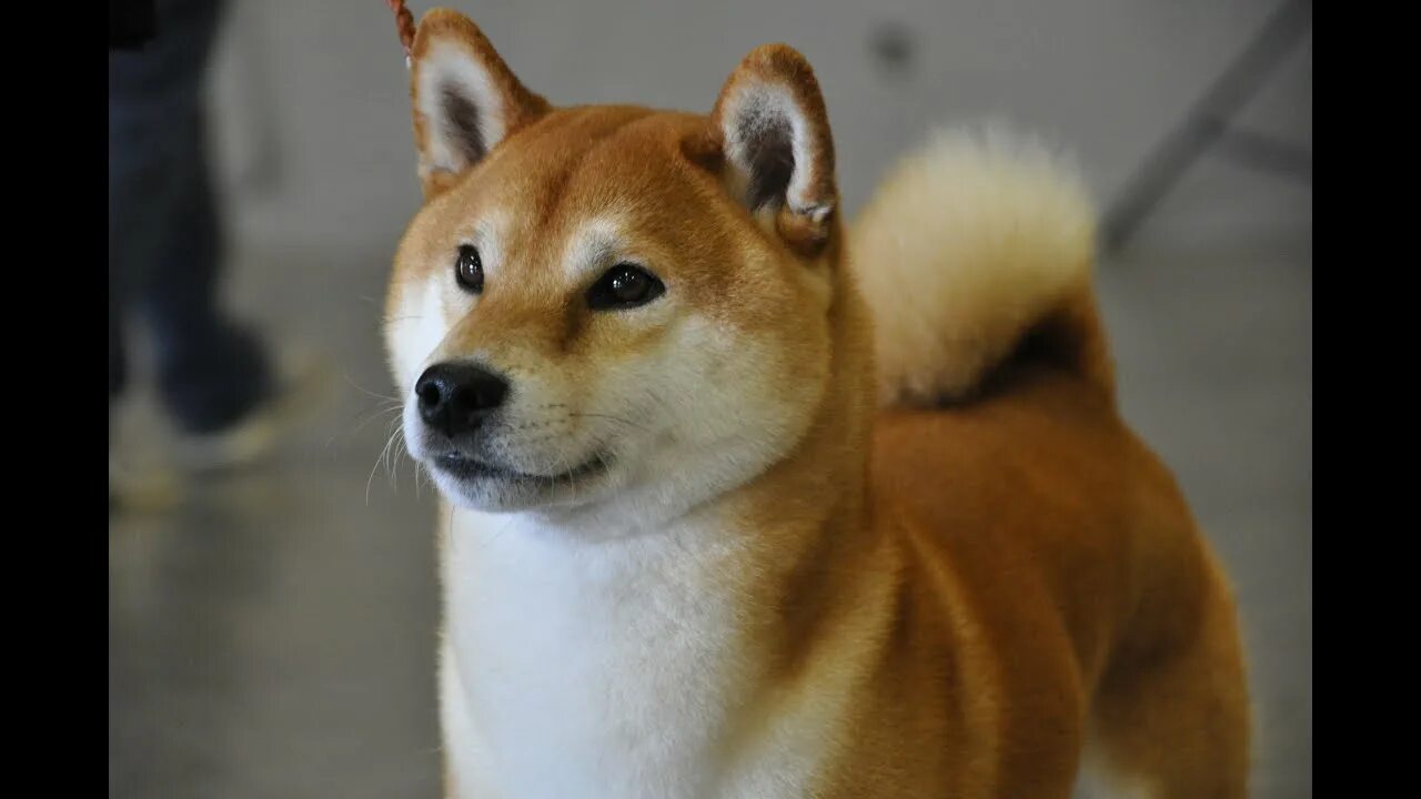 Щенки шибу
