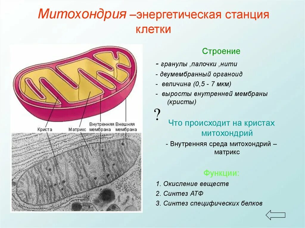 Хлоропласты синтез белка. Митохондрии строение органоида. Клеточное дыхание митохондрии ЕГЭ. Орган Эллы энергетическая станция клетки. Строение митохондрии клетки.