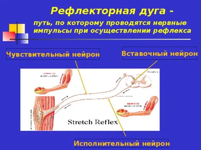 Нервные импульсы при осуществлении рефлекса. Дуга рефлекса исполнительный Нейрон. Рефлекторная дуга вставочный Нейрон чувствительный Нейрон. Исполнительный Нейрон в рефлекторной дуге.