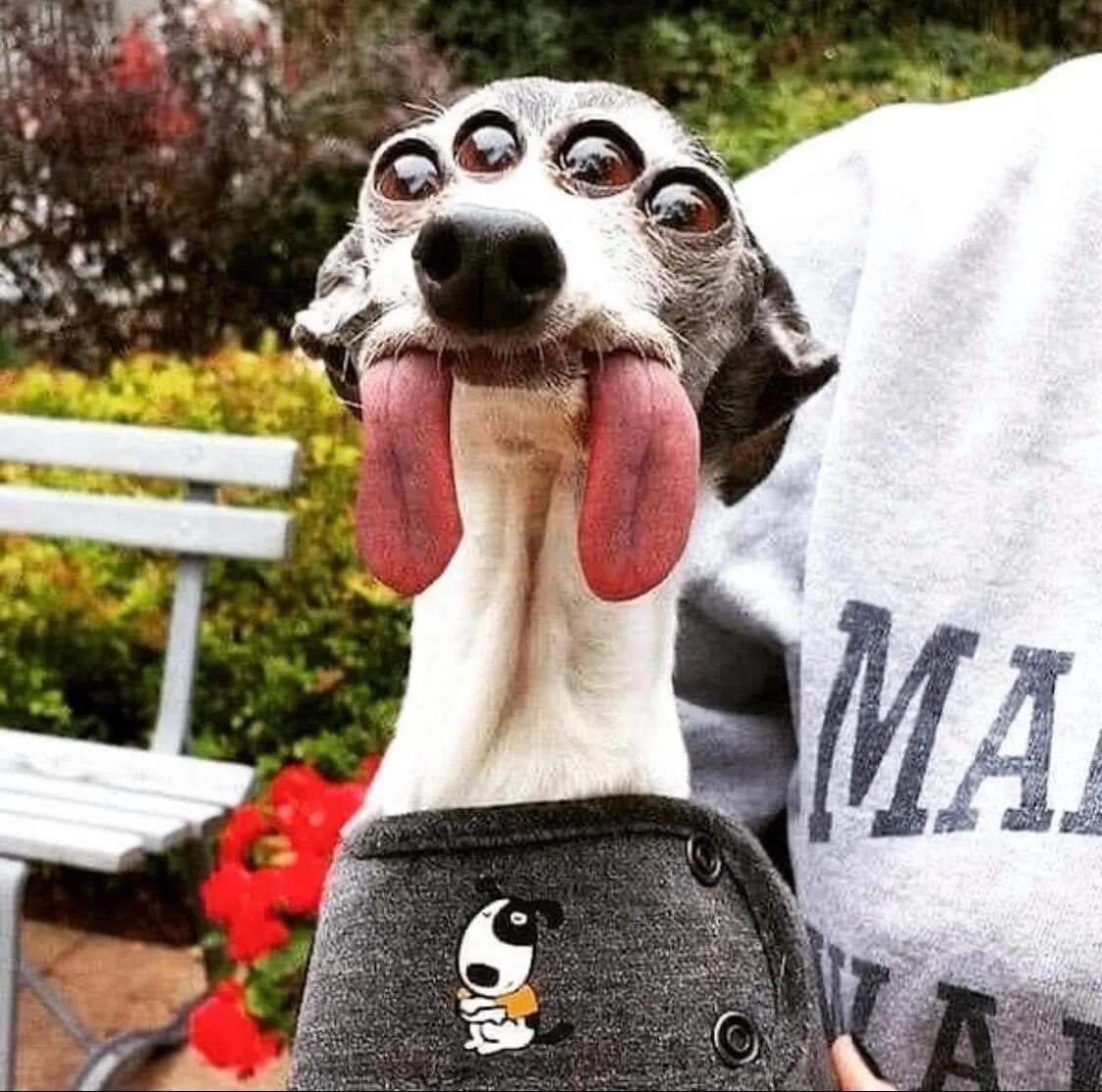 Funny забавный. Забавное животное. Смешное животное. Прикольные морды животных. Забавные фотографии людей.