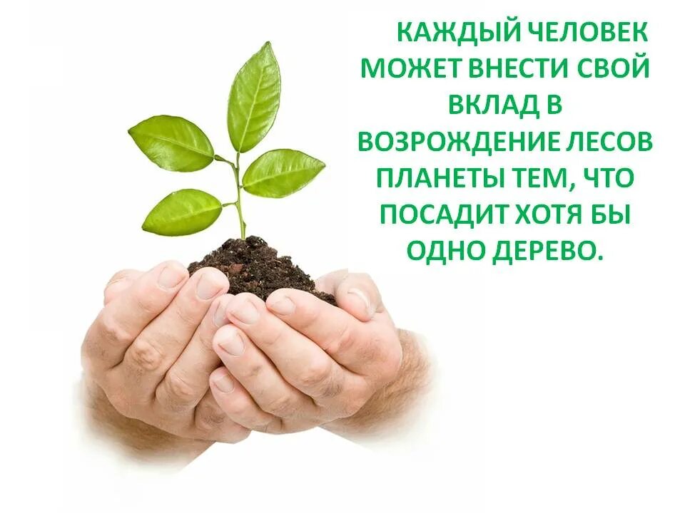 Сохранение леса. Сохраним лес. Дерево в руках. Природа в руках. Сохрани жизнь дереву.