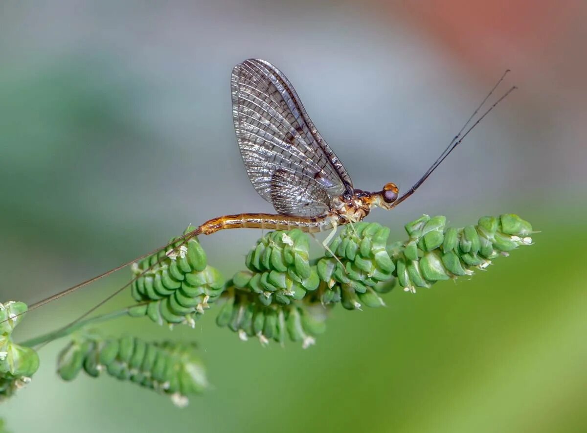 Поденки (Ephemeroptera). Личинка бабочки поденки. Отряд подёнки - Ephemeroptera. Поденка обыкновенная личинка