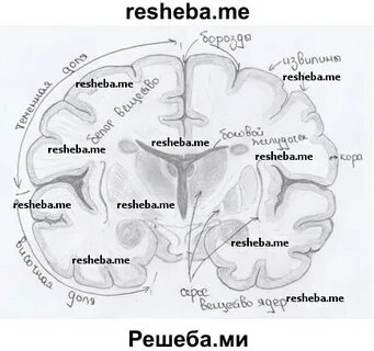 Серое вещество коры больших полушарий