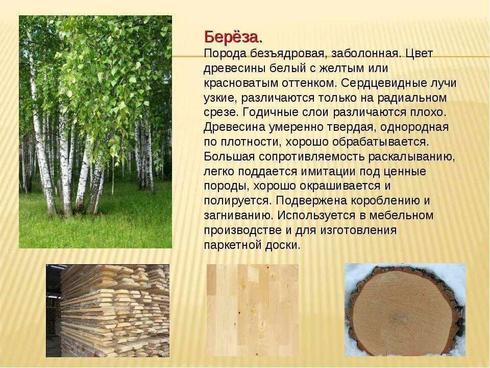 Определите тип питания рыжик настоящий береза белая