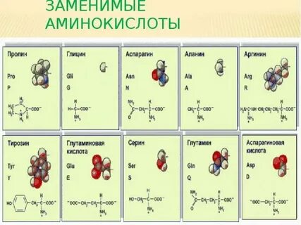 Сколько различных аминокислот входит в состав