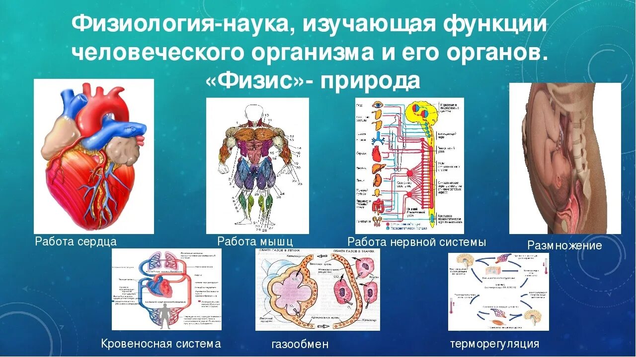 Функции человеческих органов. Функции органов тела человека. Органы и системы органов. Физиологические системы человека.