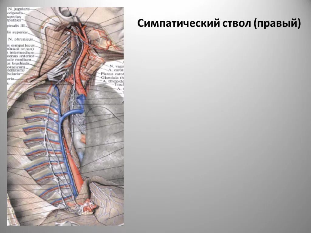 Ветви шейно-грудного (звёздчатого) узла симпатического ствола. Паравертебральный симпатический ствол. Средний шейный узел симпатического ствола. Грудной отдел симпатического ствола. Грудной отдел симпатического ствола.