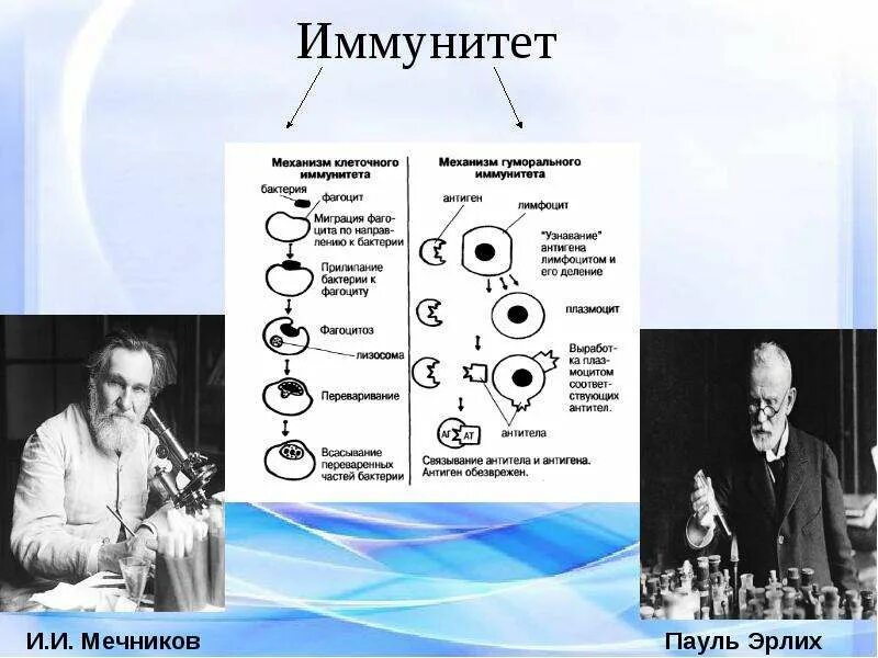 Мечников учение о клеточном иммунитете. Гуморальная теория иммунитета Эрлих. Пауль Эрлих гуморальный иммунитет. Мечников теория гуморального иммунитета. Эрлих Пауль открытие гуморального иммунитета.