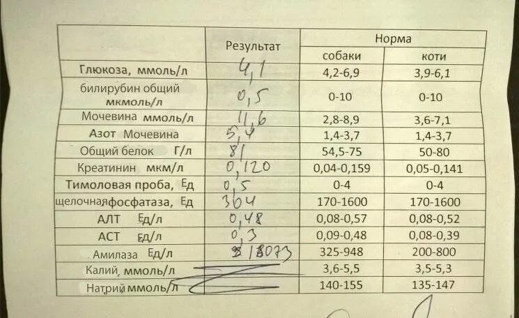 Амилаза в крови повышена у мужчины причины. Амилаза норма ммоль. Показатели билирубина амилаза у собак. Норма общего билирубина у собак. Общий белок креатинин и мочевина.