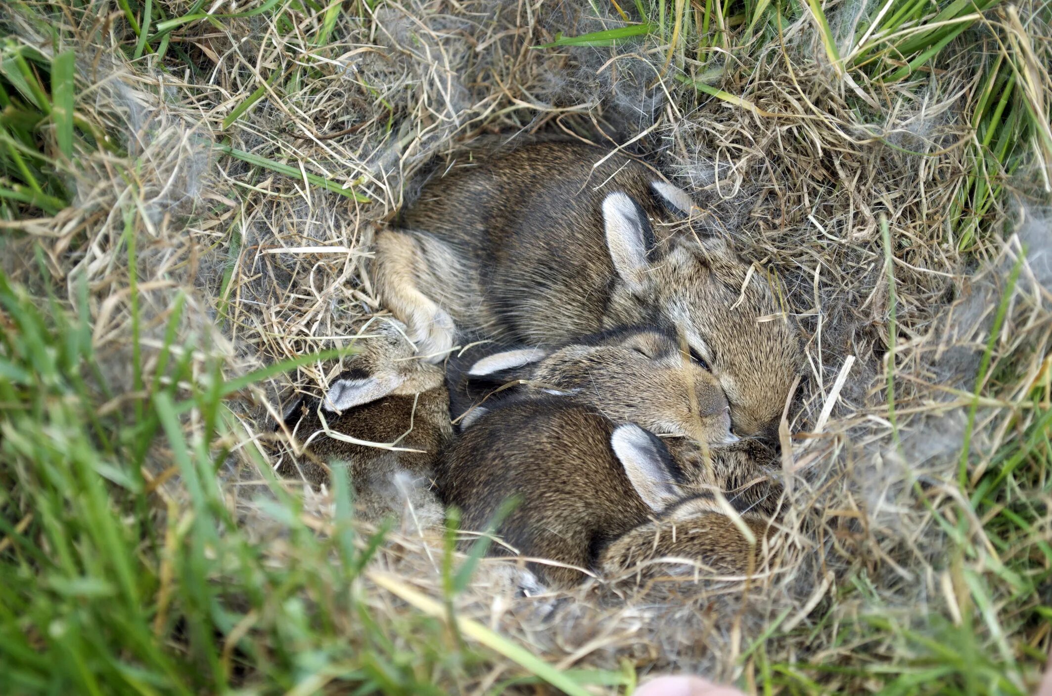 Зайчонок родившийся весной. Зайчата в гнезде. Маленькие Зайчата в гнезде. Маленькие кролики в гнезде.