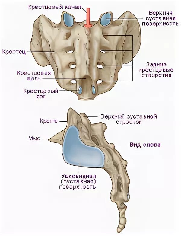 Сильно болит крестец. Крестец у человека.