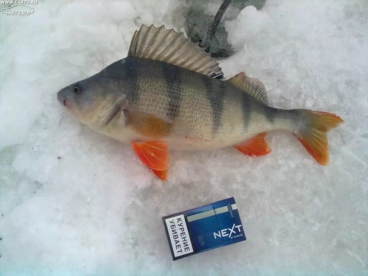 Рыбалка в тюмени. Река великая псковская область рыбалка. Рыбалка в тюмени в контакте. Рыболов тюмень. Рыболовство тюмень.