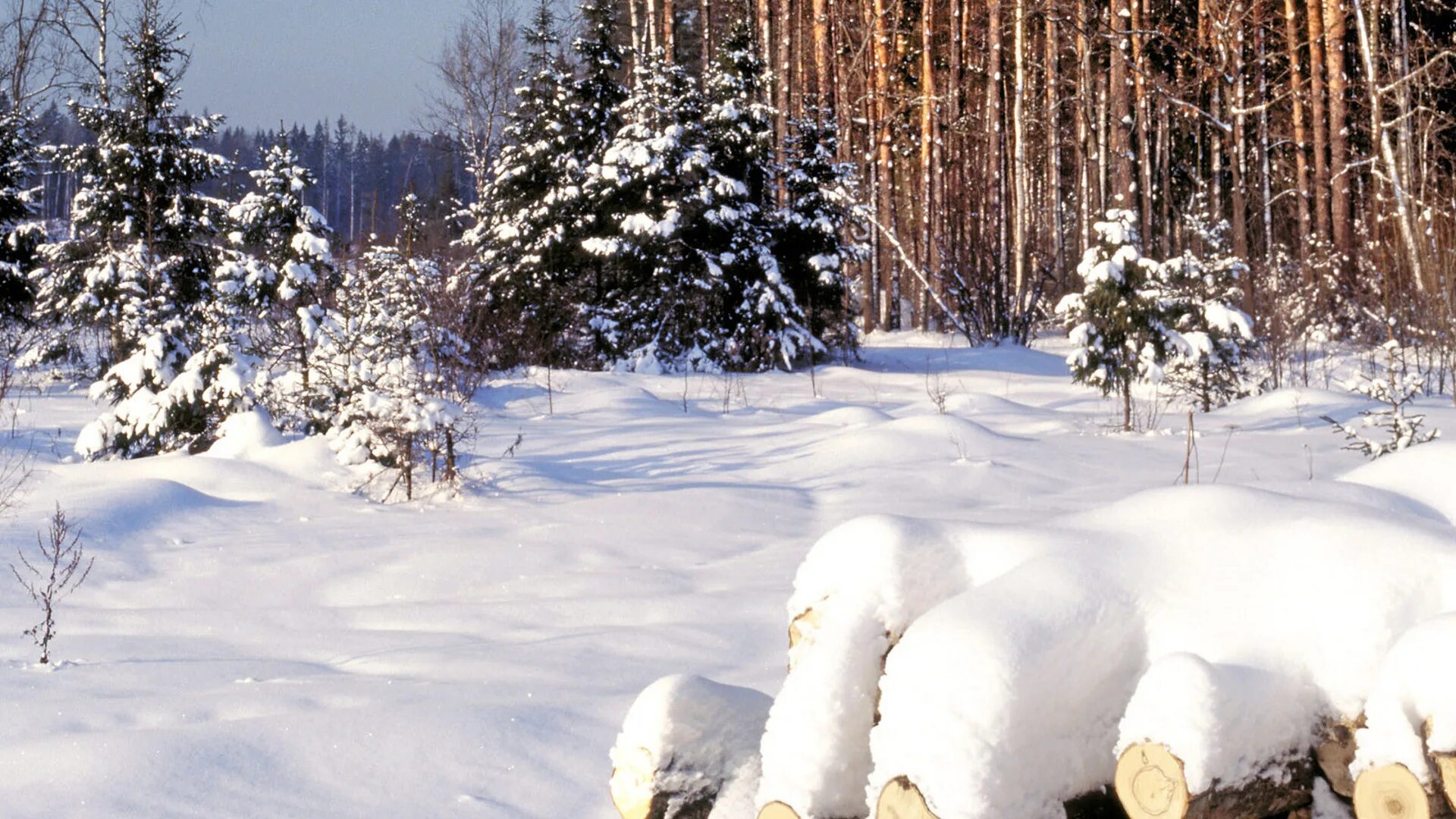 Зимний парк. Лес в снегу. Тропинка в зимнем лесу. Лавочка в зимнем лесу. Лес в снегу.