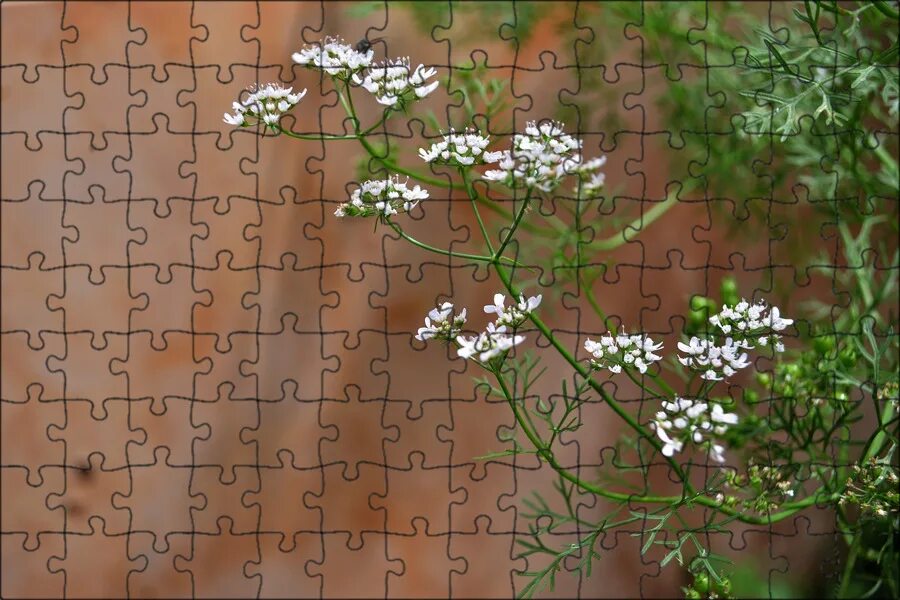 Coriandrum sativum - Image of an specimen - Plantarium