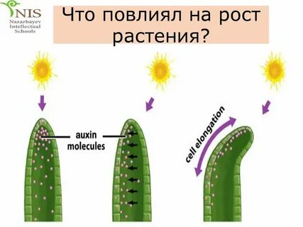 Какие виды движений способны осуществлять растения