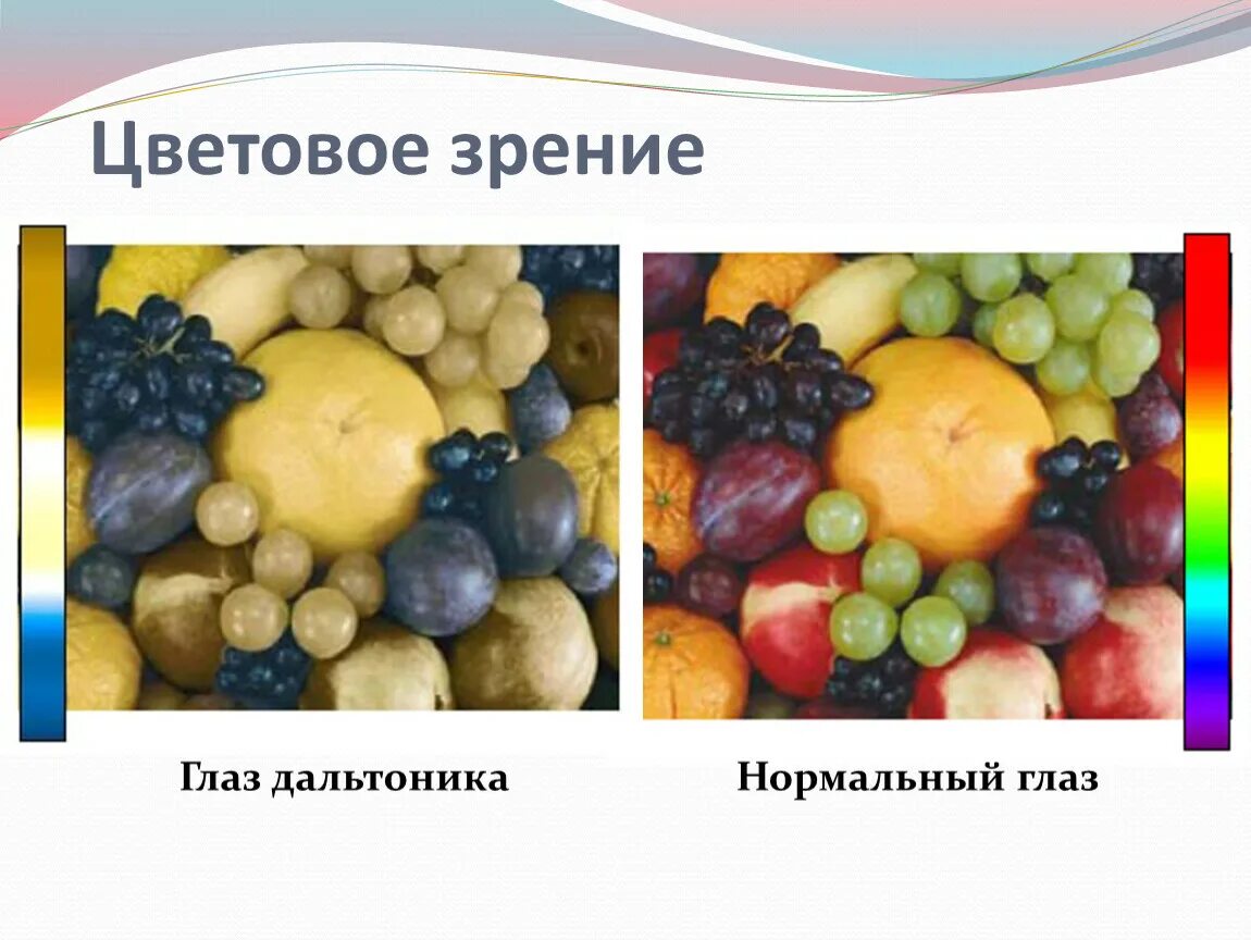 Как выглядят глаза дальтоника Дают ли дальтоникам водительское удостоверение: водительские права с ахроматопси