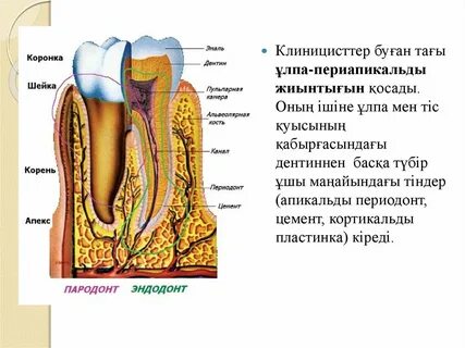 Эндодонт