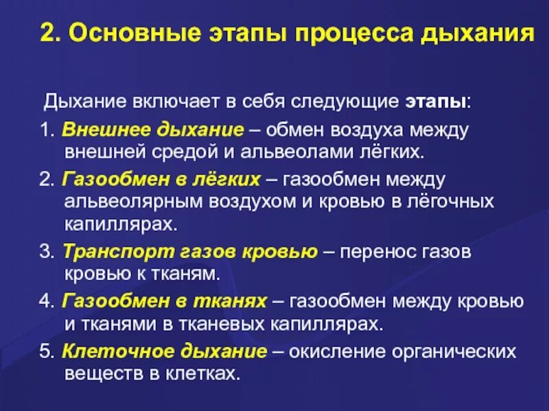 Последовательность этапов процесса дыхания. Этапы дыхательного процесса. Этапы процесса дыхания человека. Стадии процесса дыхания. Основные этапы процесса дыхания, дыхательный цикл..