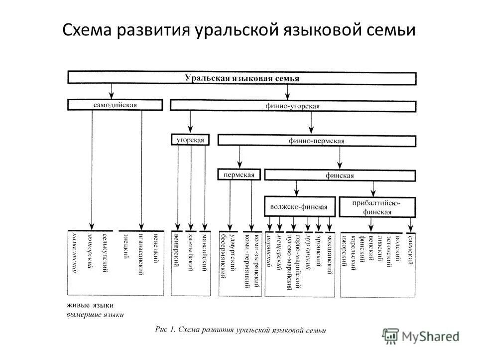 Уральско юкагирская семья народы. Уральская языковая семья языки схема. Схема развития Уральской языковой семьи. Уральская языковая семья схема. Уральская языковая семья финно-угорская группа.