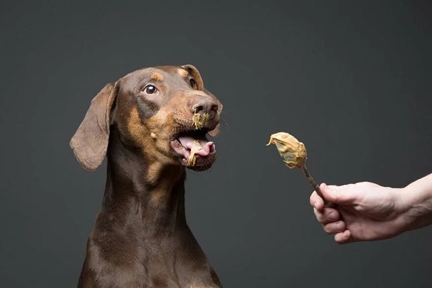 Собака ест лакомство. Собака с едой во рту. Шоколад для собак.