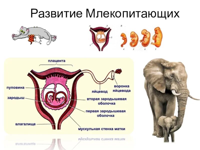 Женская половая система млекопитающих. Строение половой системы млекопитающих схема. Конспект по биологии 7 класс размножение и развитие млекопитающих. Развитие зародыша млекопитающего в матке. Развитие млекопитающих схема 3 класс.